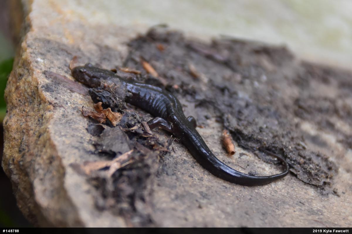 Allegheny Mountain Dusky Salamander