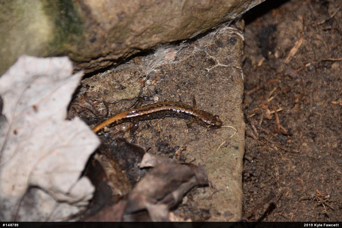 Allegheny Mountain Dusky Salamander