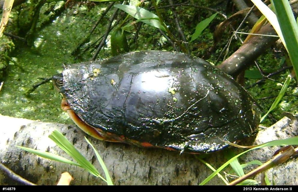 Midland Painted Turtle