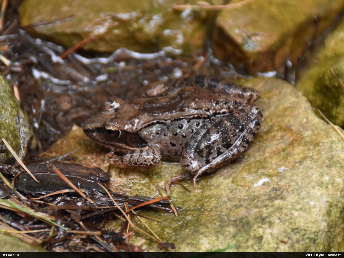 Wood Frog