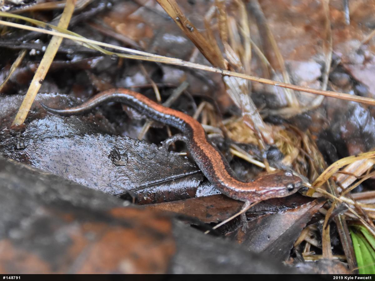Eastern Red-backed  Salamander