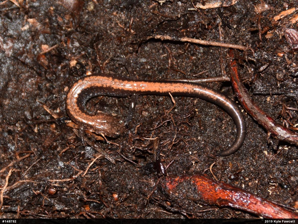 Eastern Red-backed  Salamander