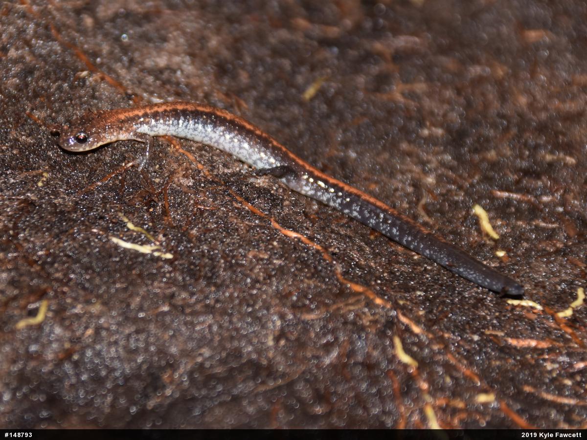 Eastern Red-backed  Salamander