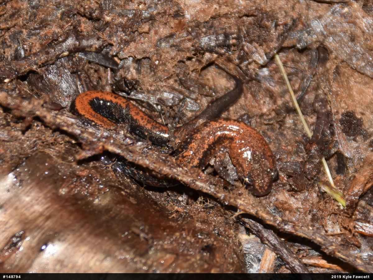 Eastern Red-backed  Salamander