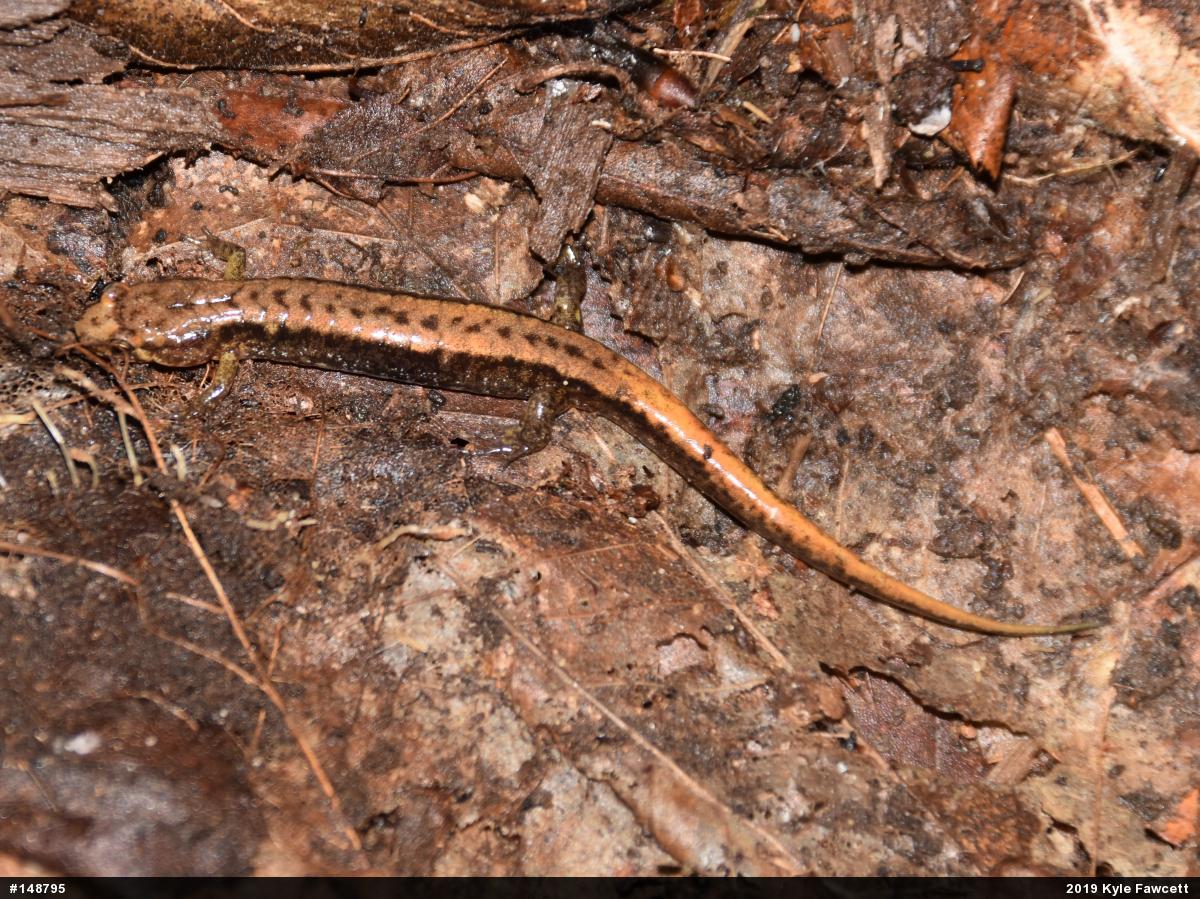 Allegheny Mountain Dusky Salamander