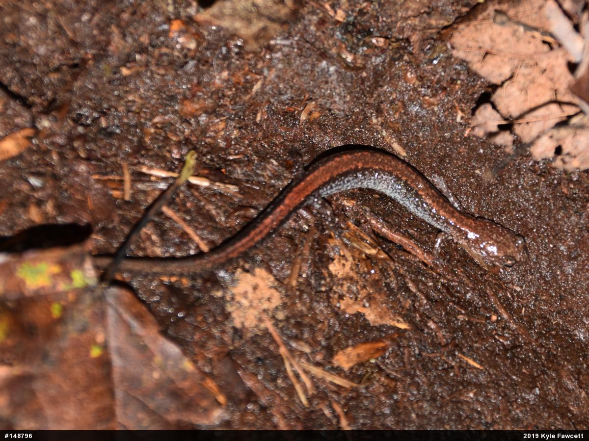 Eastern Red-backed  Salamander