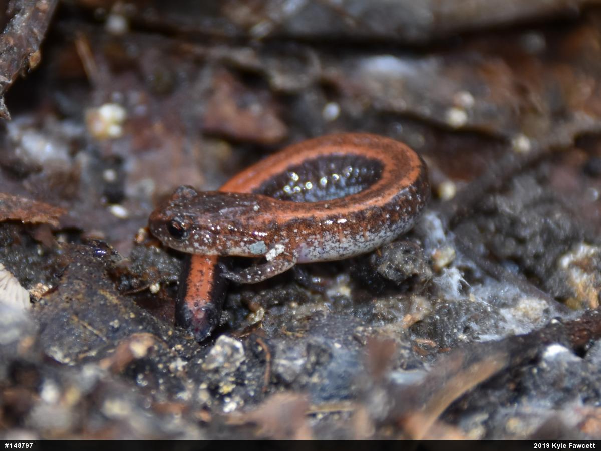 Eastern Red-backed  Salamander