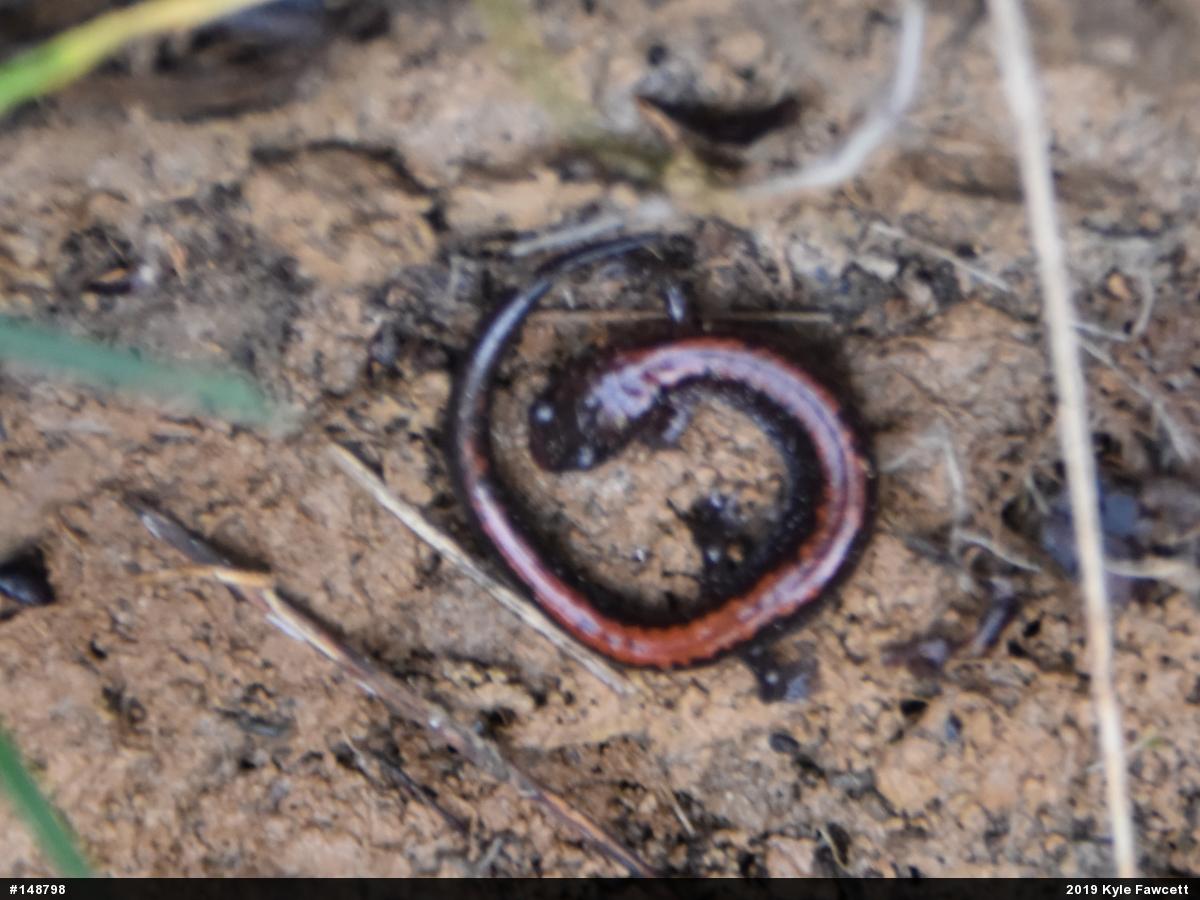 Eastern Red-backed  Salamander