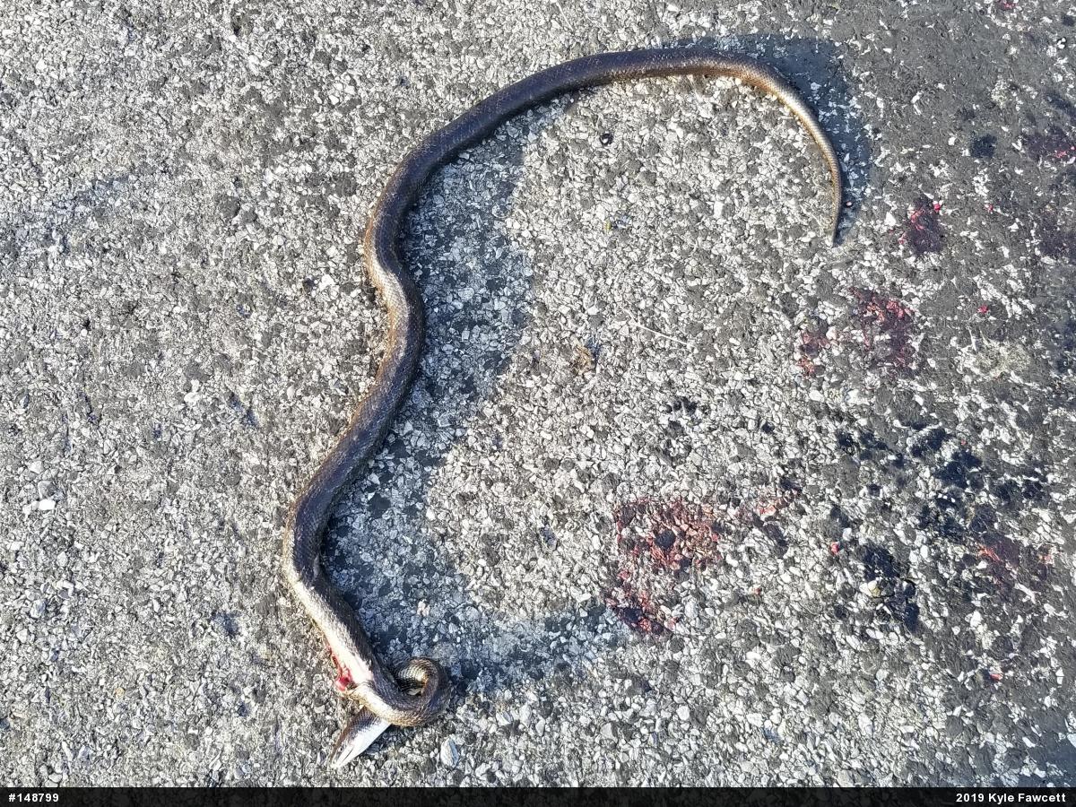 Eastern Ratsnake