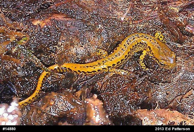 Eastern Long-tailed Salamander