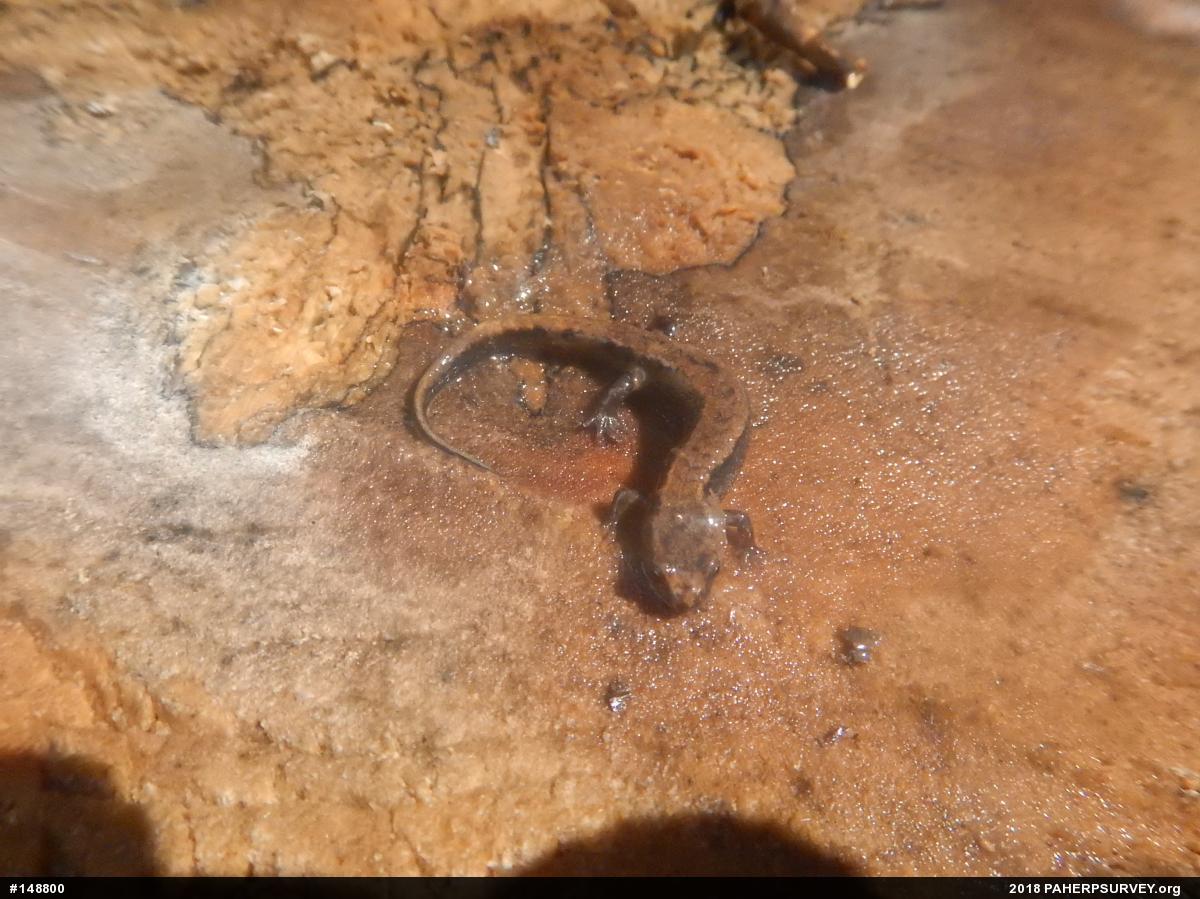Allegheny Mountain Dusky Salamander