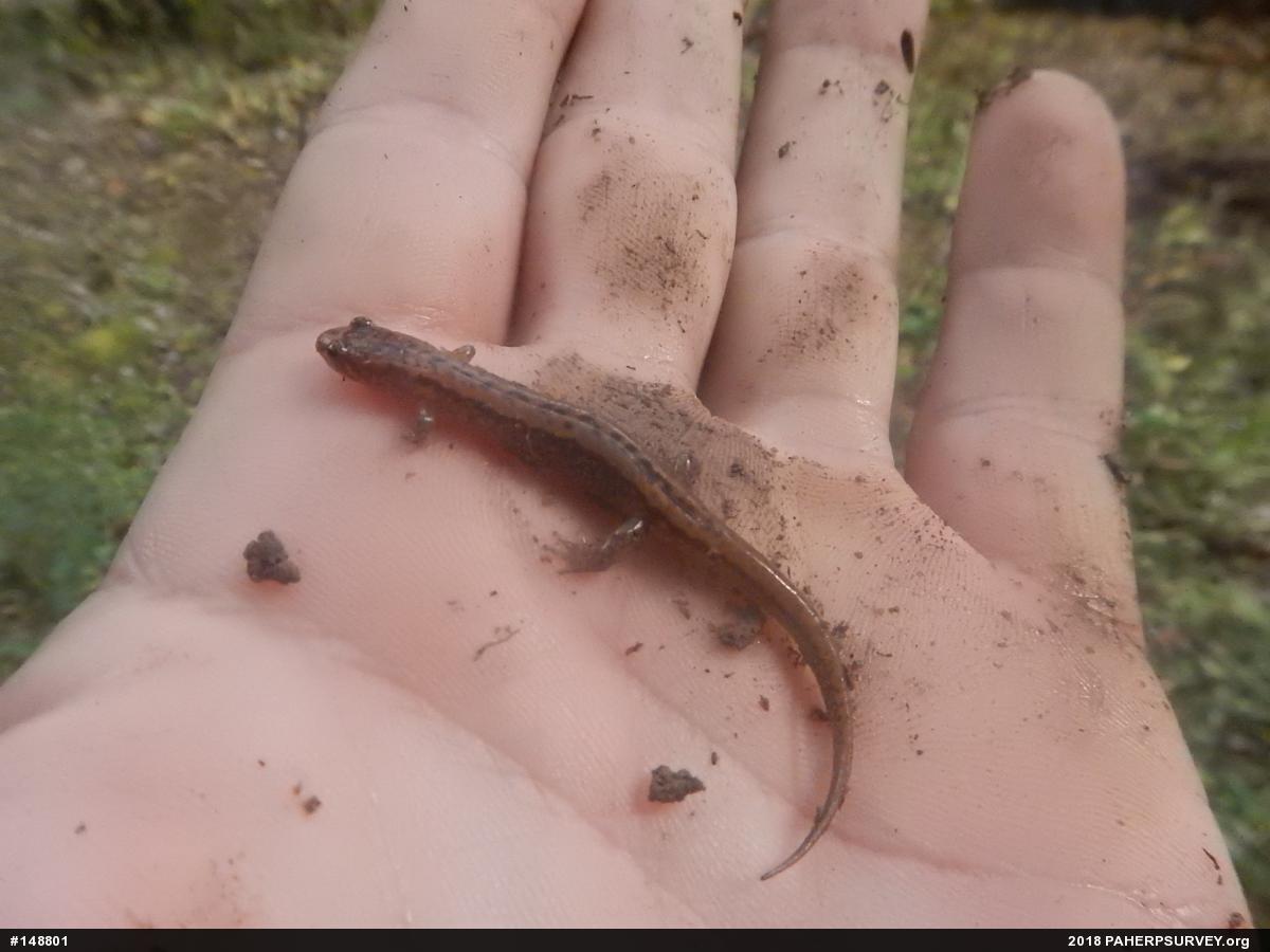 Allegheny Mountain Dusky Salamander