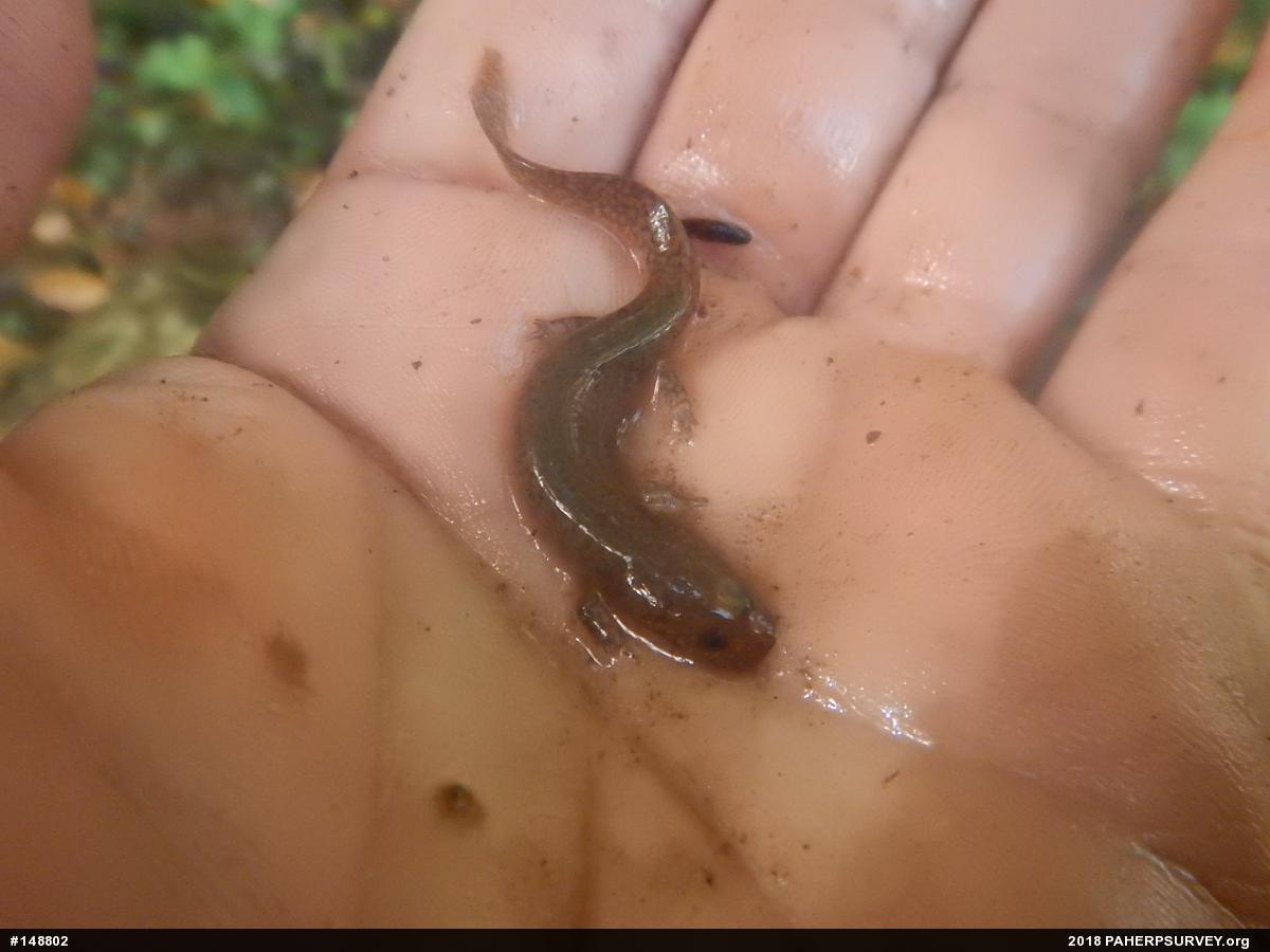 Northern Spring Salamander