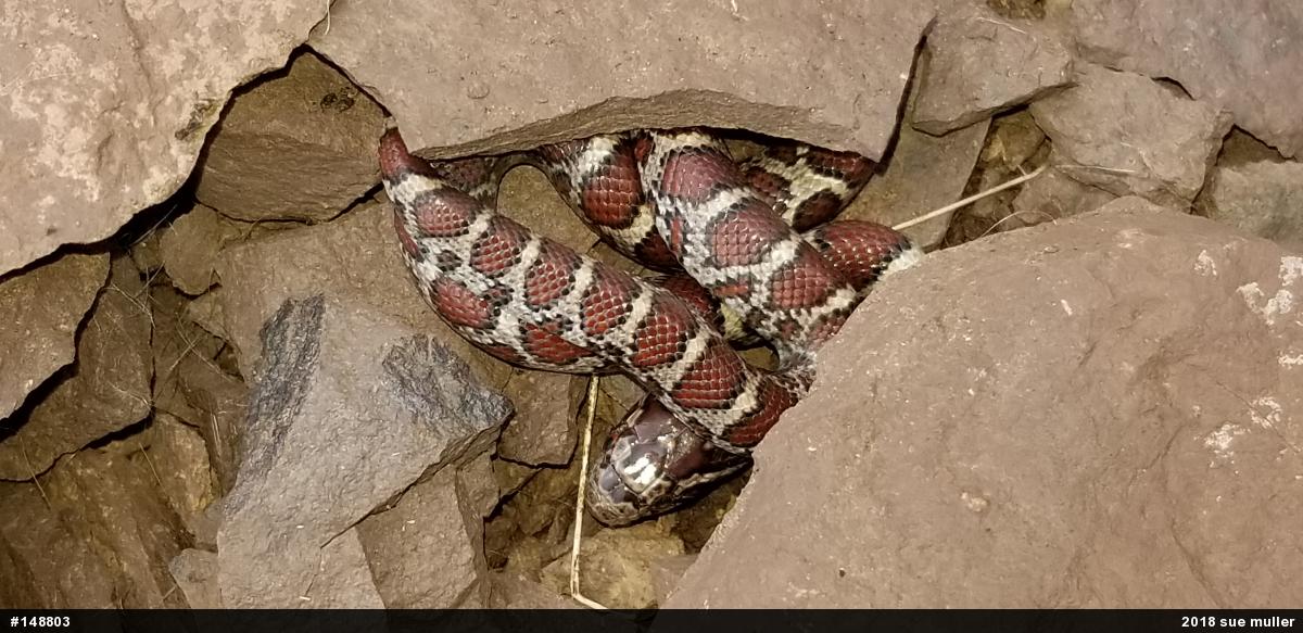 Eastern Milksnake