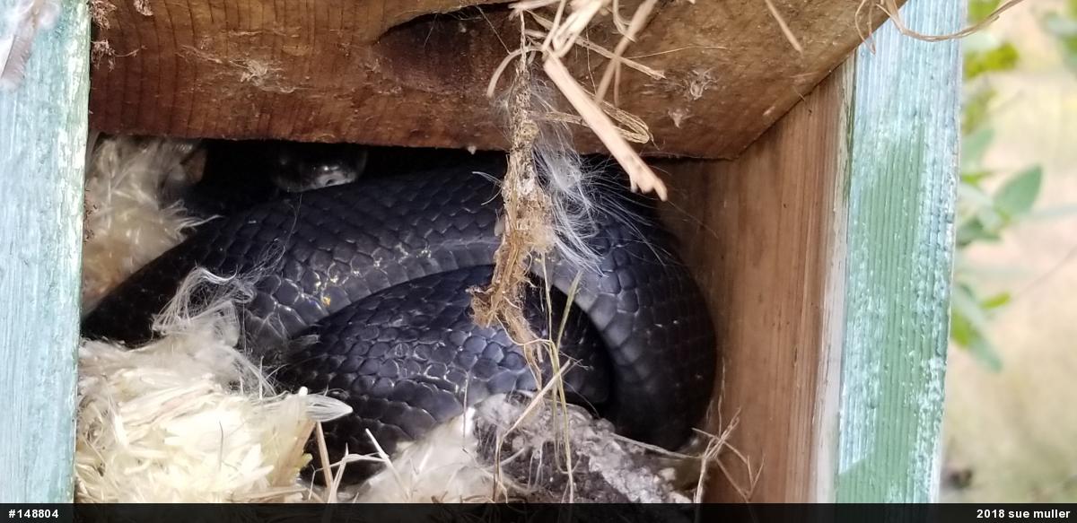 Eastern Ratsnake