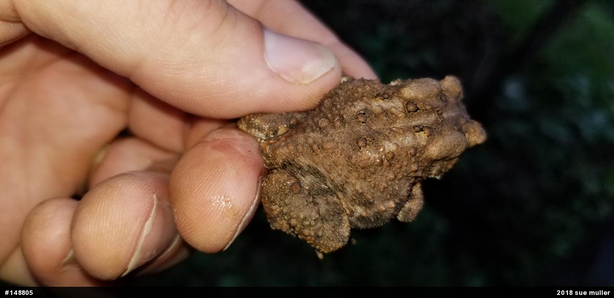 Eastern American Toad