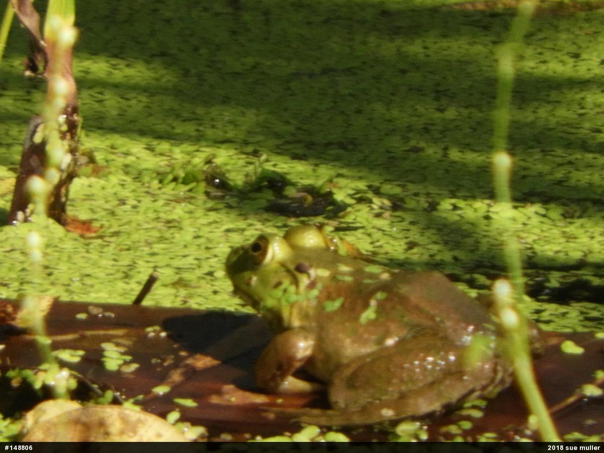American Bullfrog