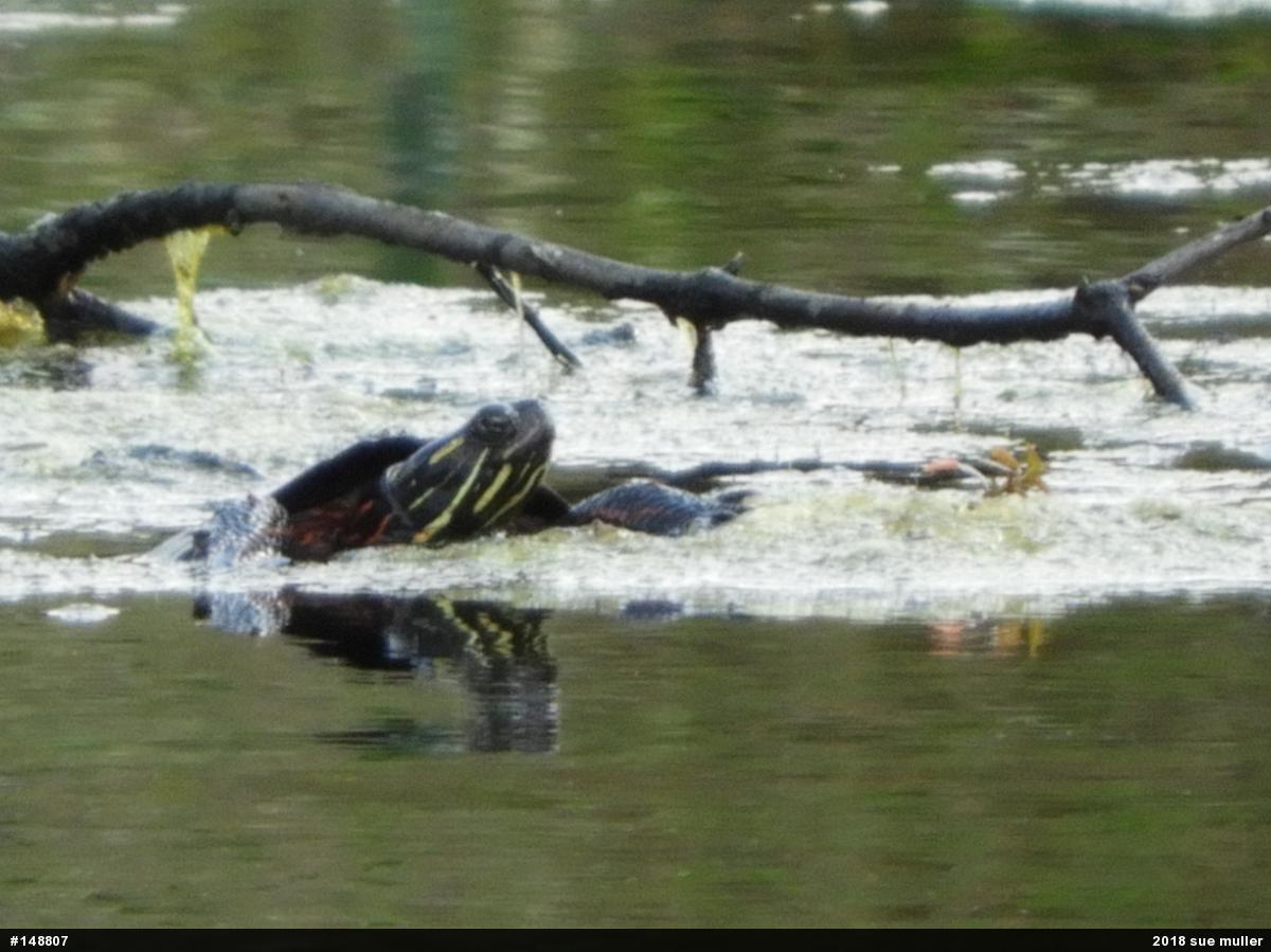 Painted Turtle