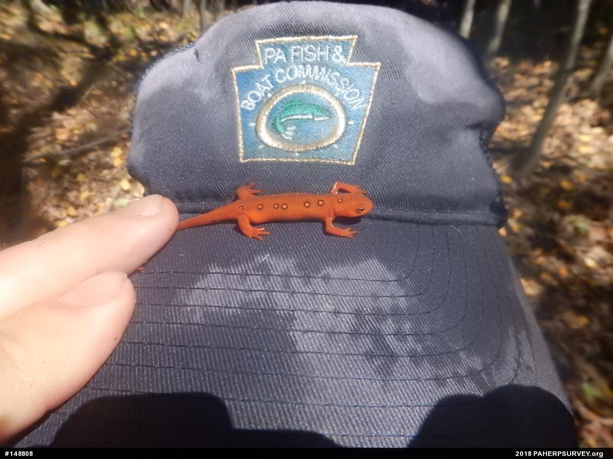 Red-spotted Newt