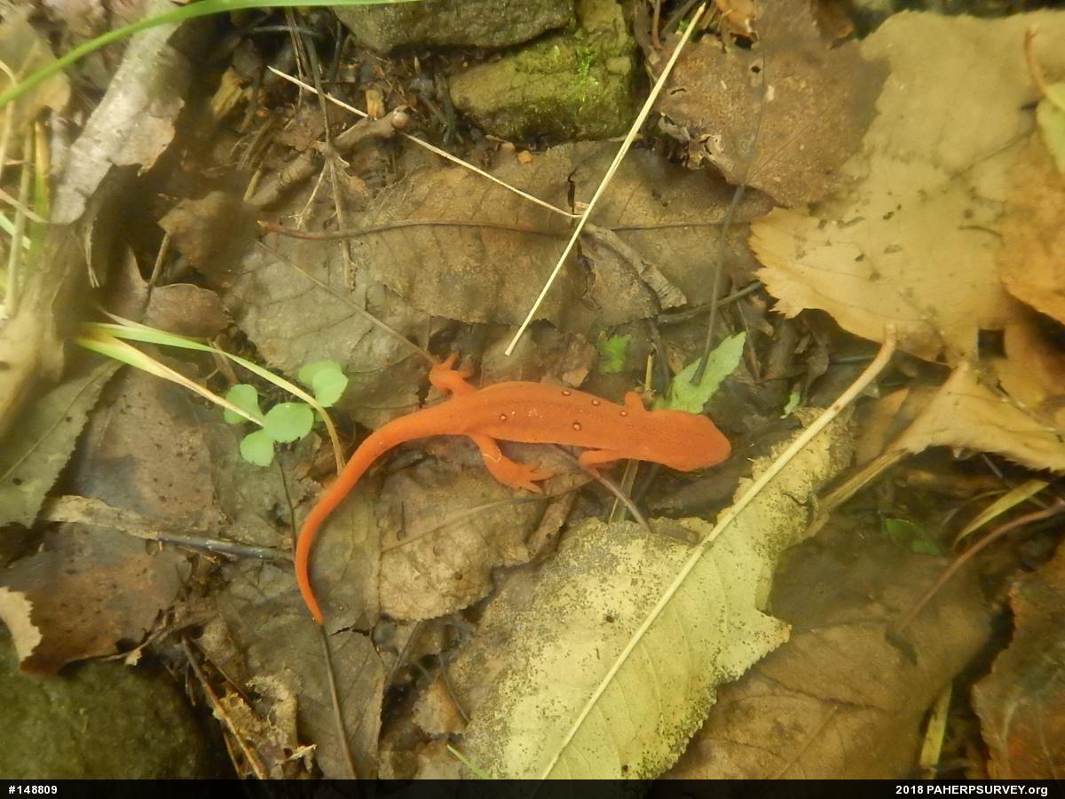 Red-spotted Newt