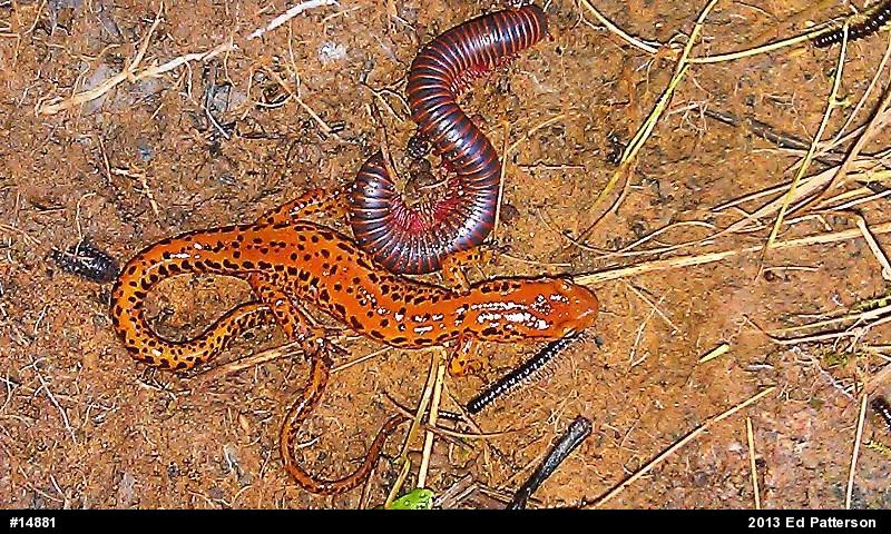 Eastern Long-tailed Salamander