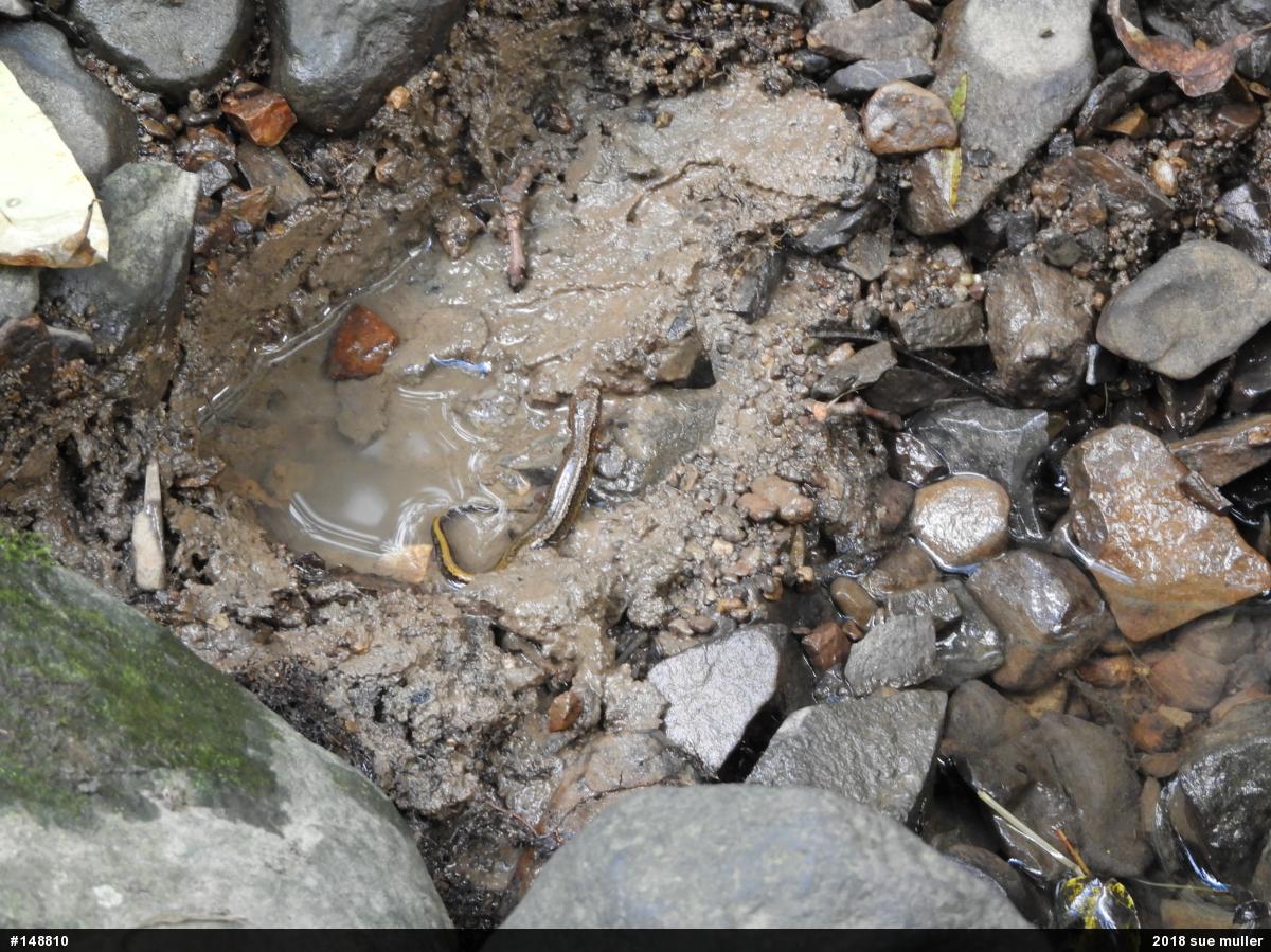 Northern Two-lined Salamander