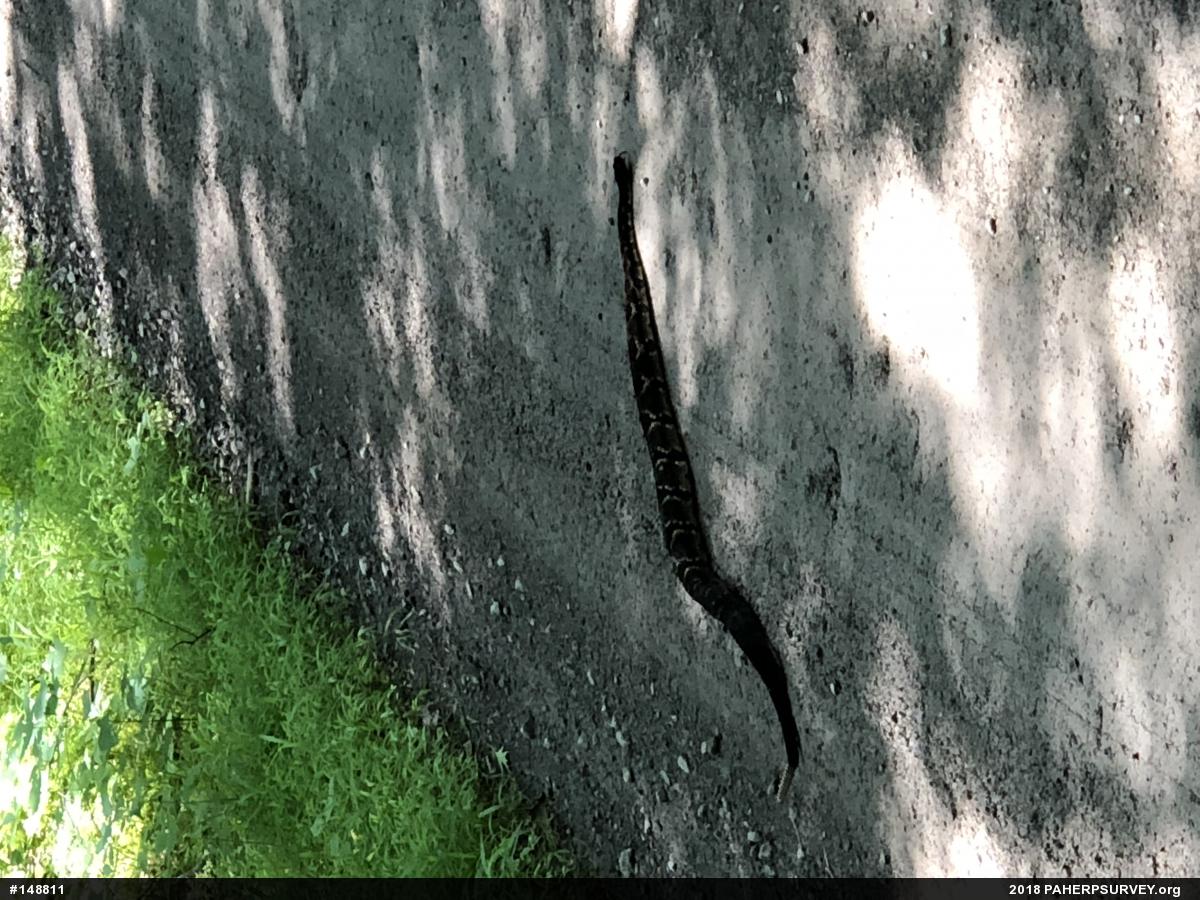 Timber Rattlesnake
