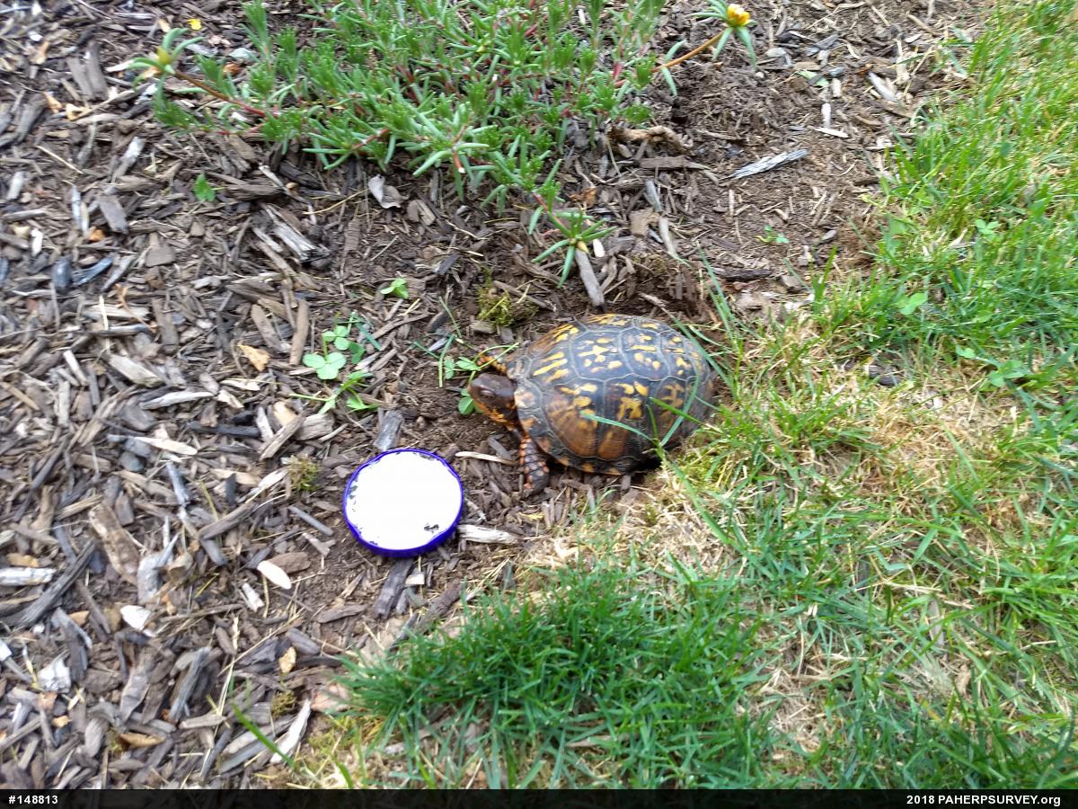 Eastern Box Turtle