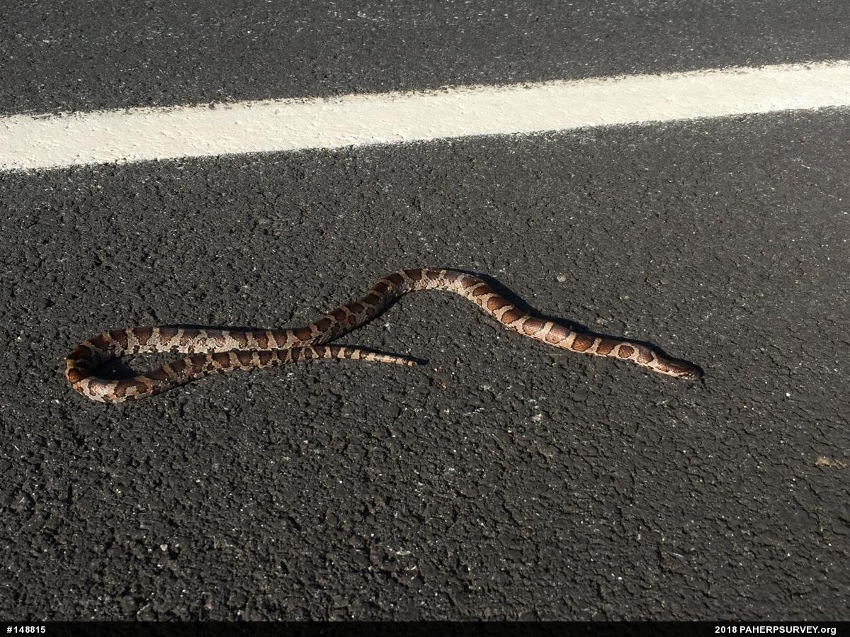 Eastern Milksnake