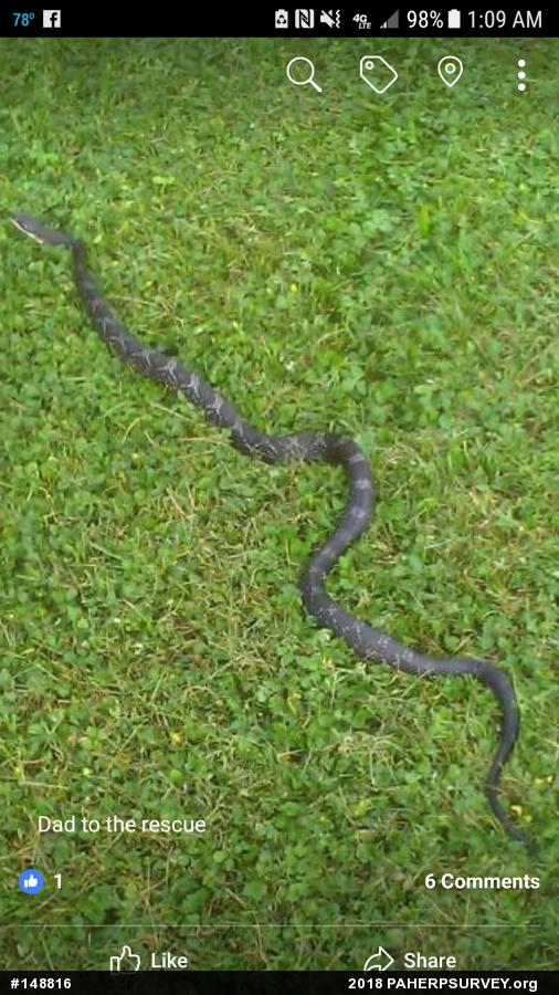 Eastern Ratsnake