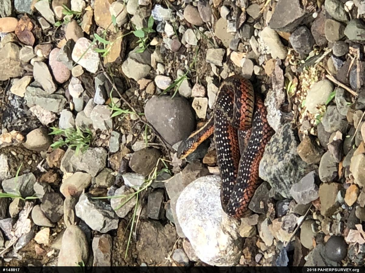 Eastern Gartersnake