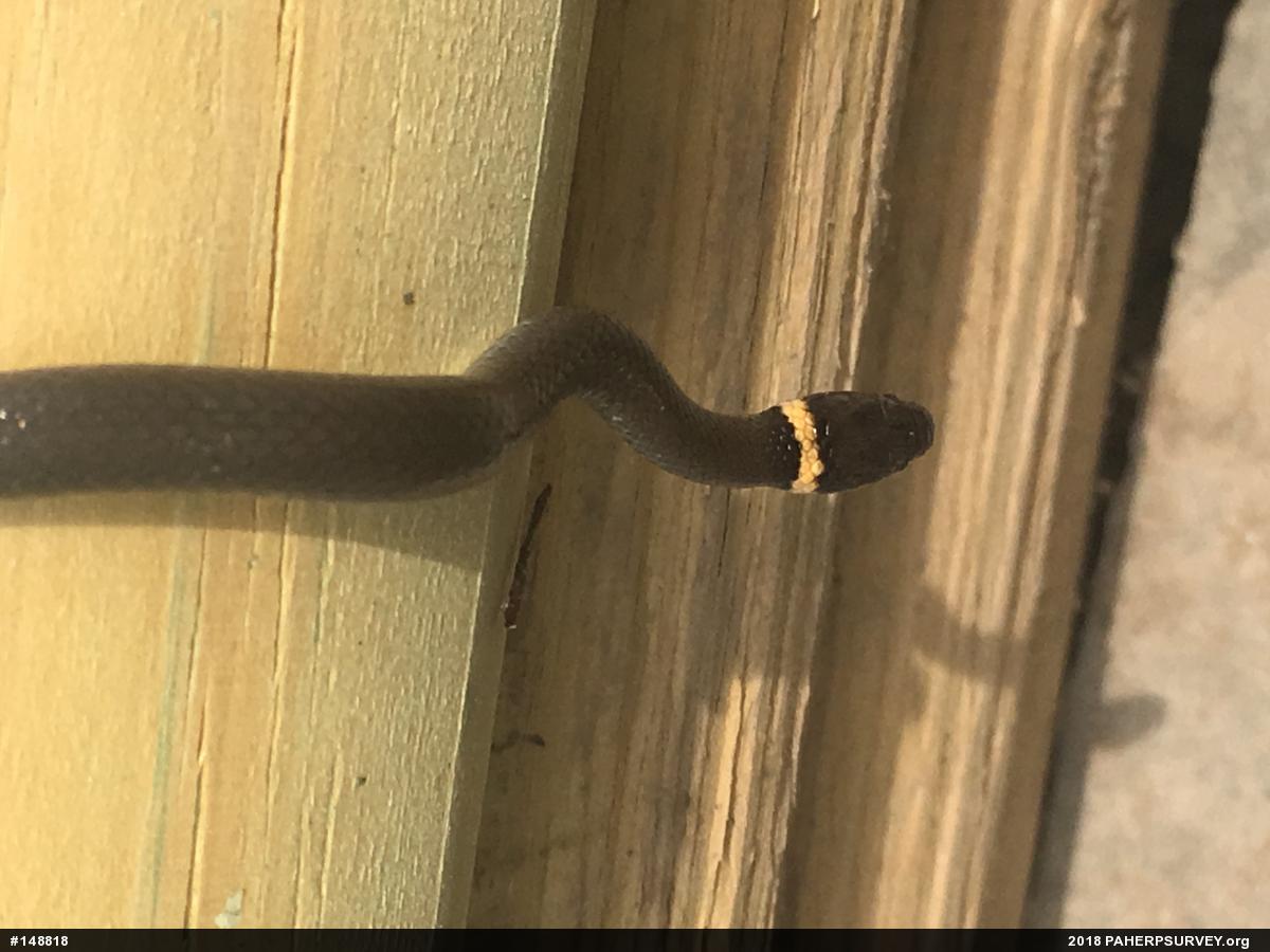 Northern Ring-necked Snake