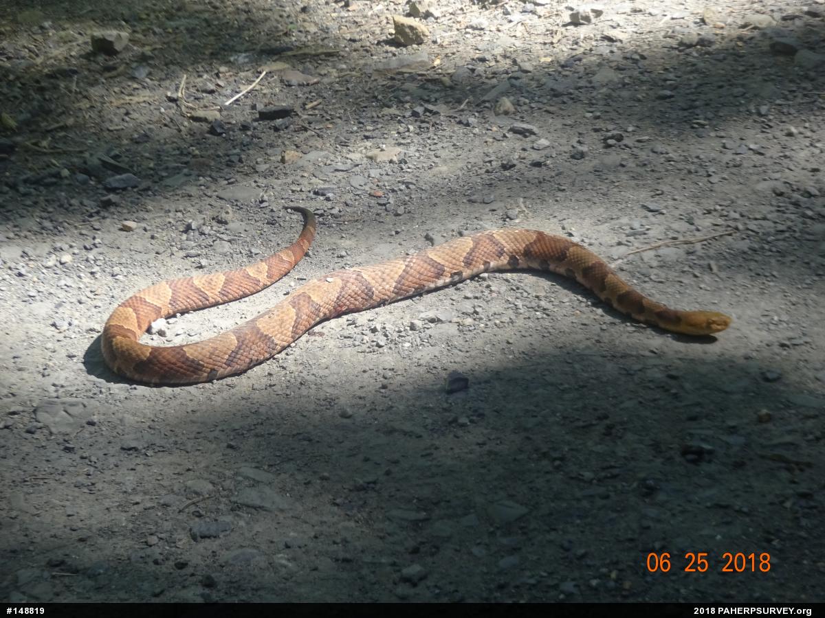 Northern Copperhead