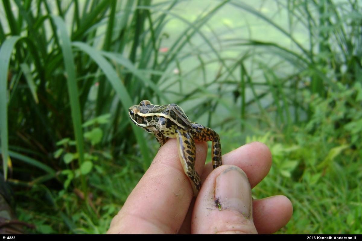 Pickerel Frog