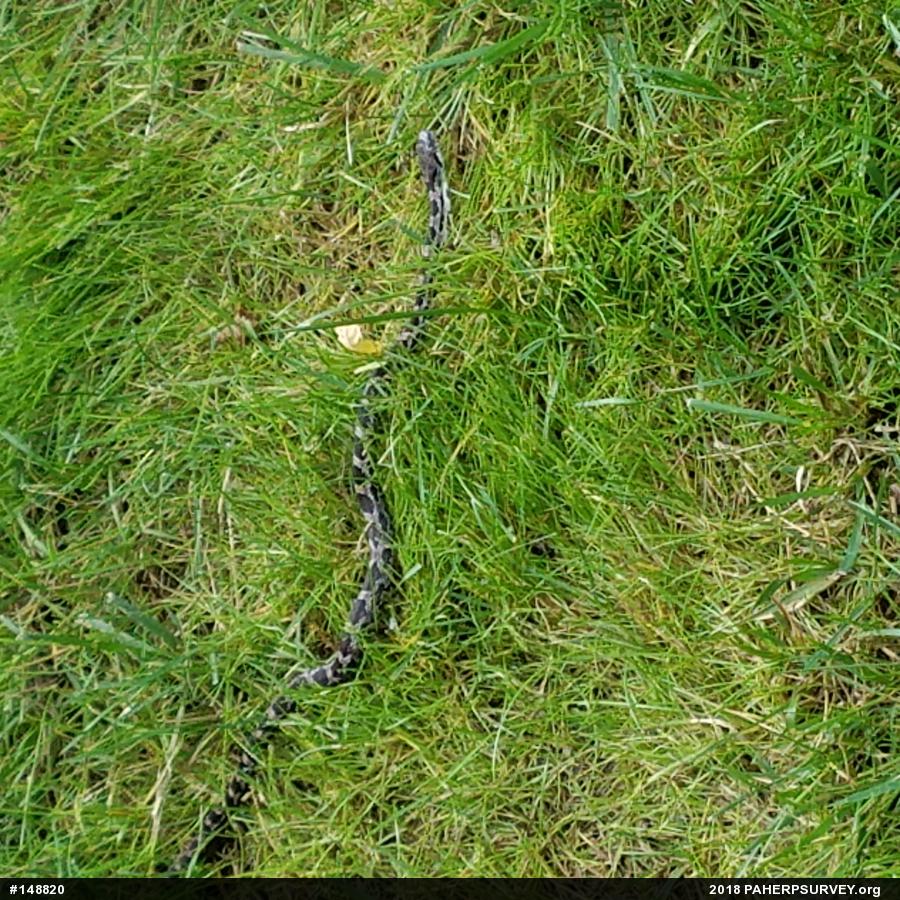 Eastern Ratsnake