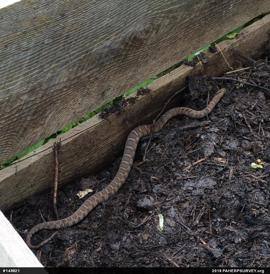 Northern Watersnake