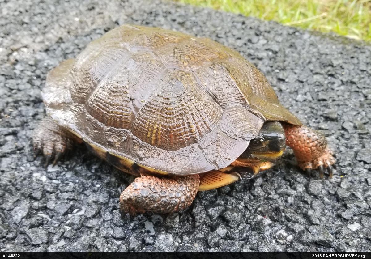 Wood Turtle