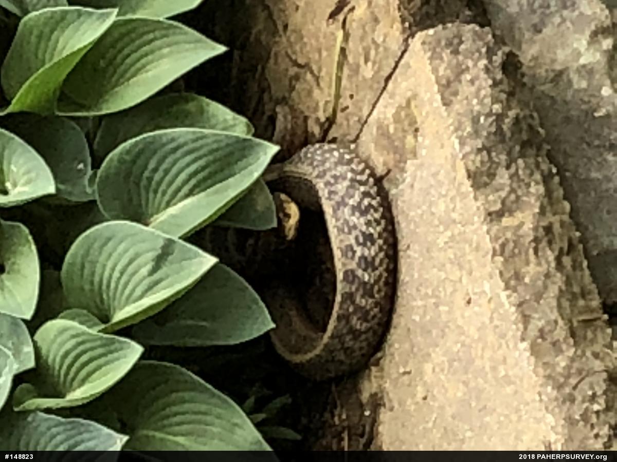Eastern Gartersnake