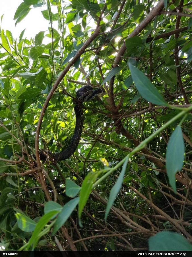 Eastern Ratsnake