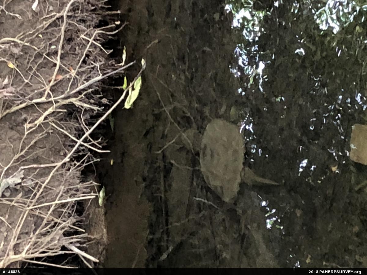 Snapping Turtle