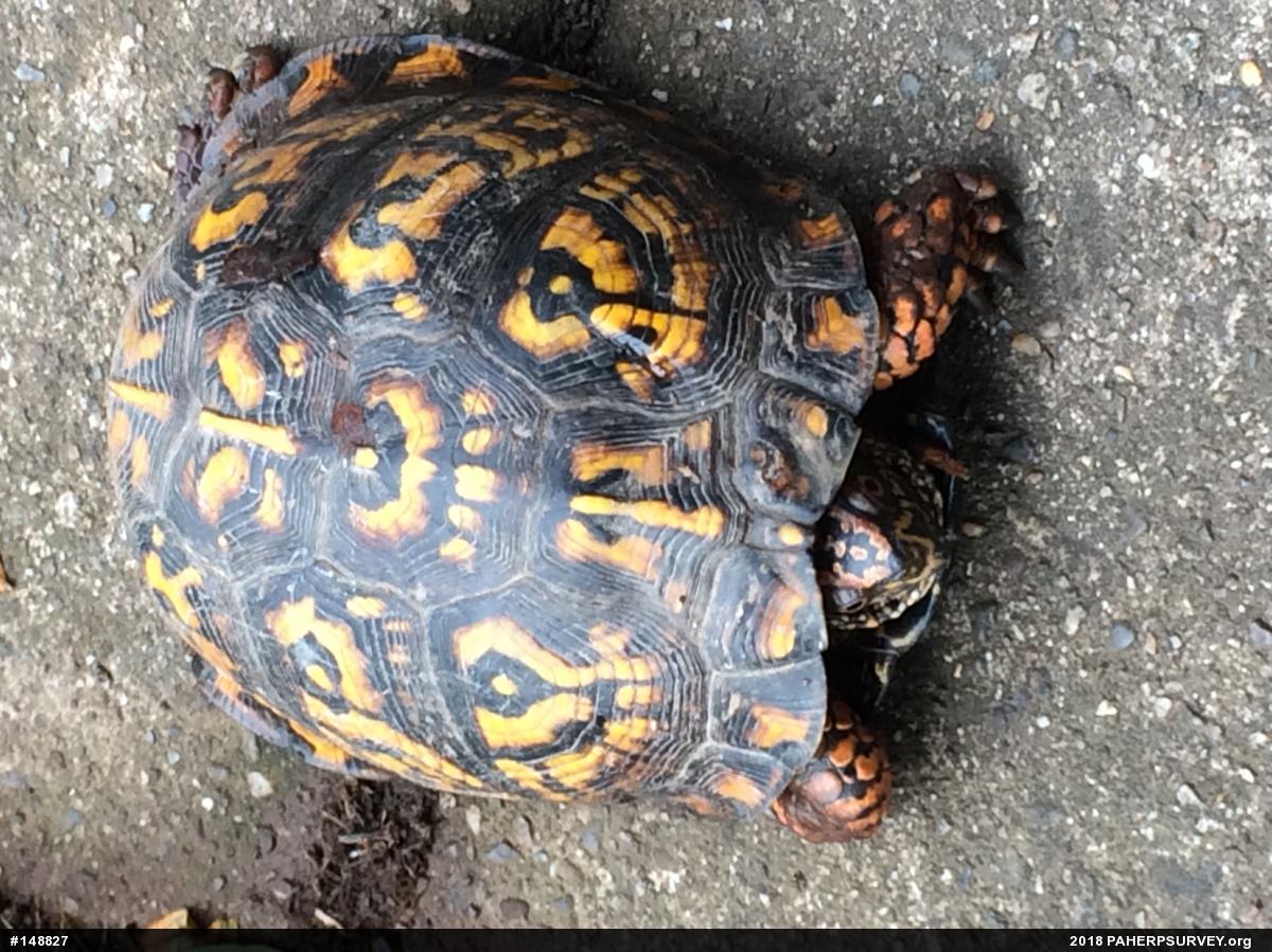 Eastern Box Turtle