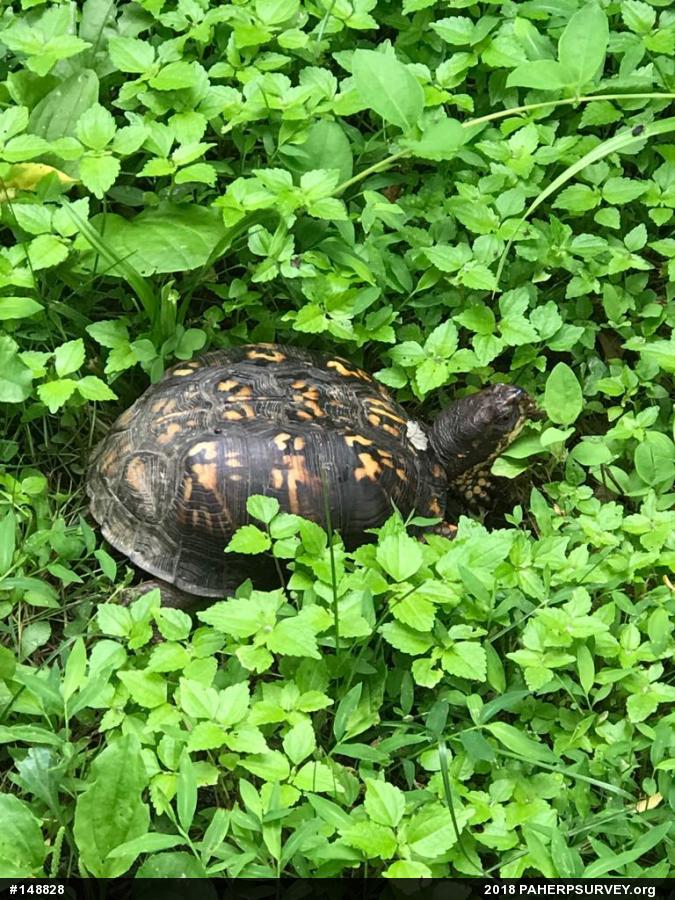 Eastern Box Turtle