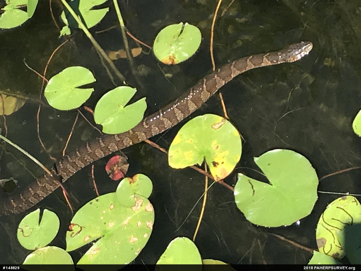 Northern Watersnake