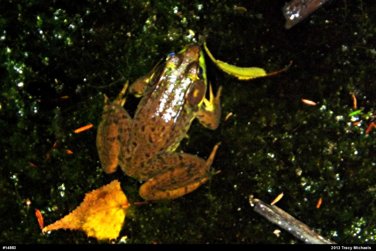 Green Frog