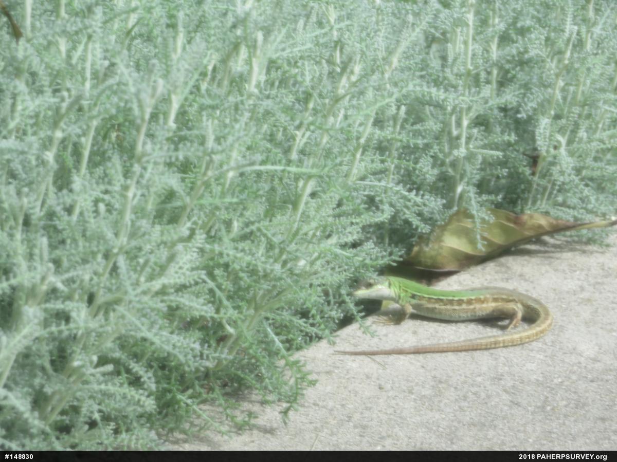 Italian Wall Lizard