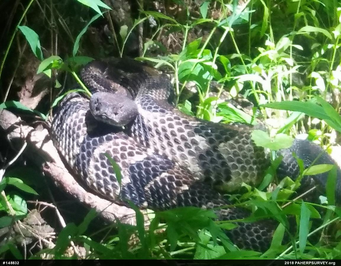 Timber Rattlesnake