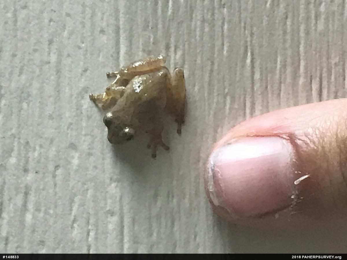Spring Peeper
