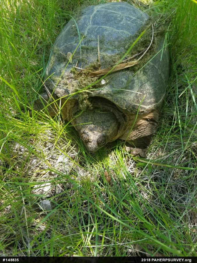 Snapping Turtle