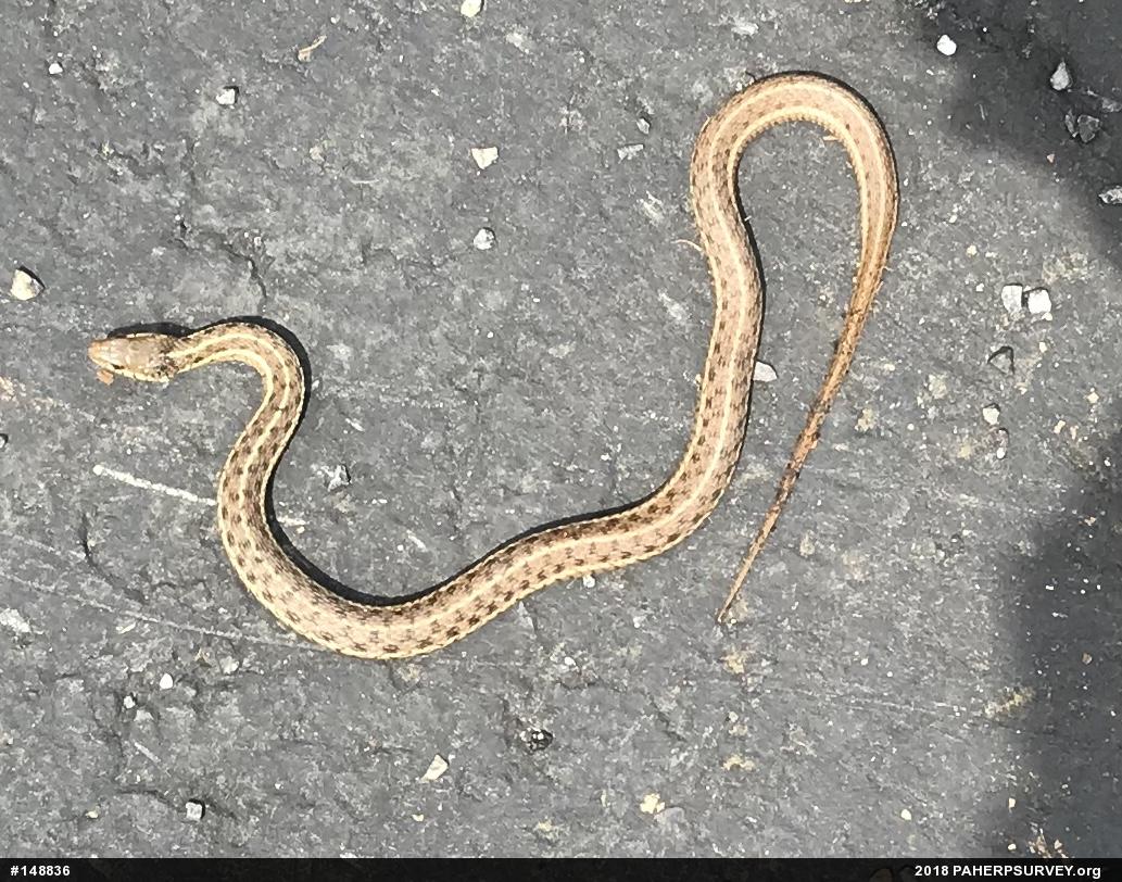 Eastern Gartersnake