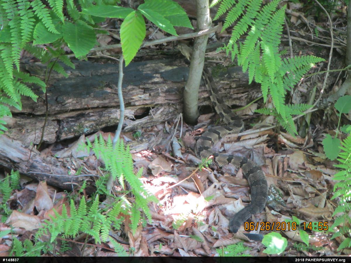 Timber Rattlesnake